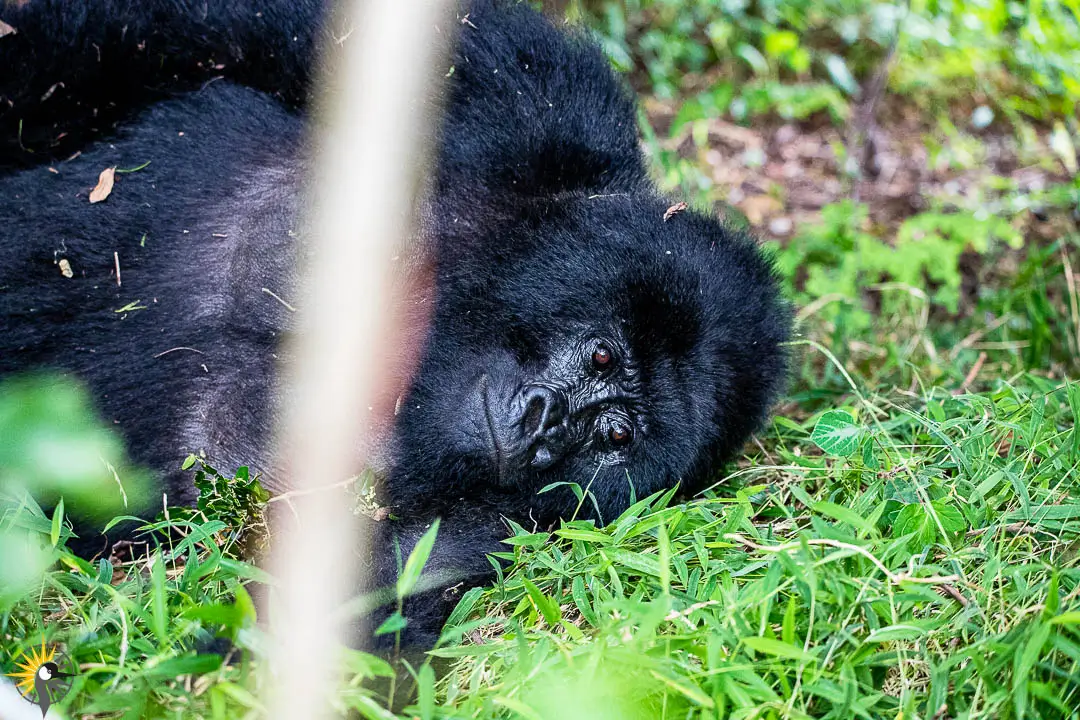 sleeping female gorilla